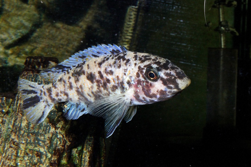 Labeotropheus trewavasae 'Makokola Reef'
